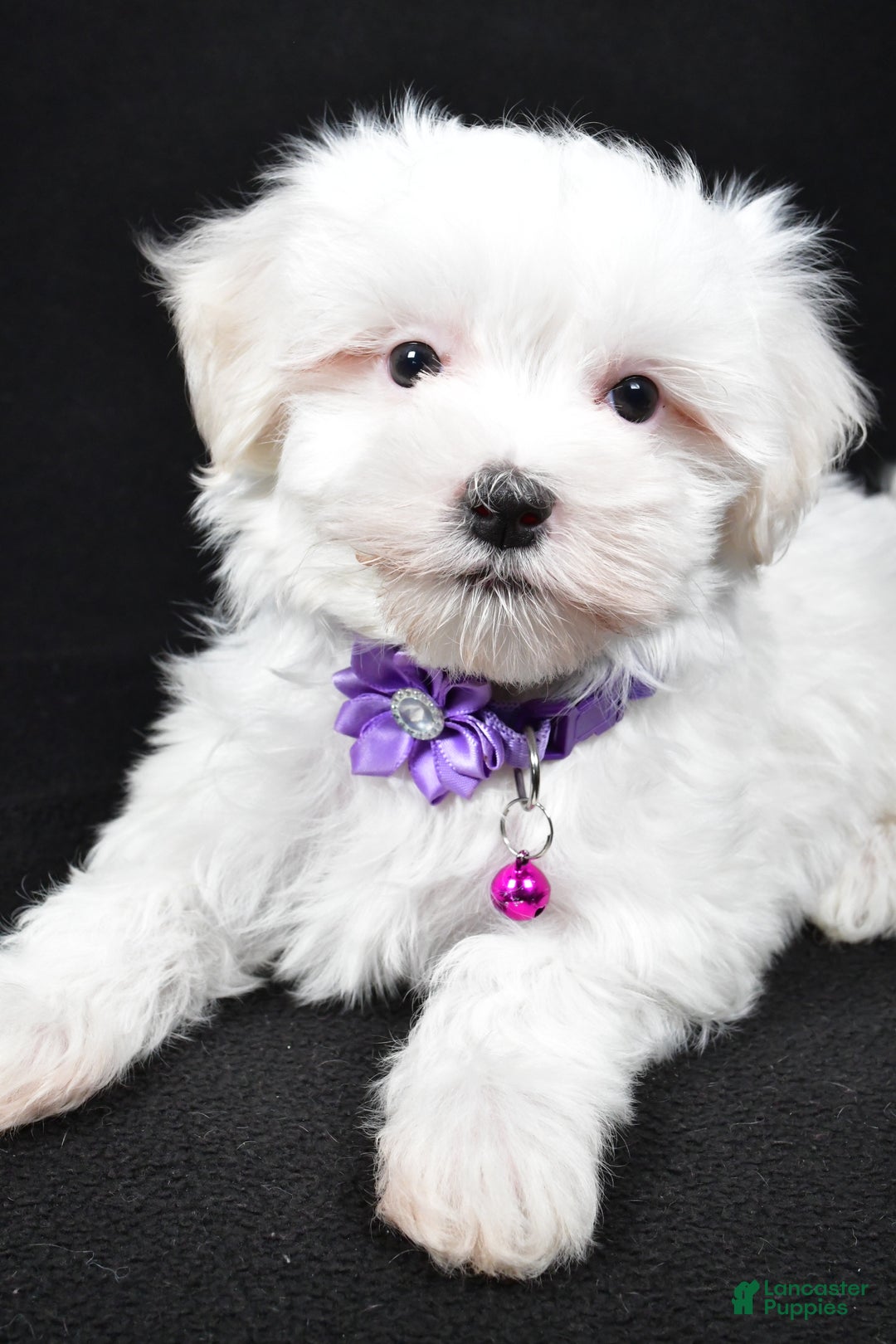 Maltese dogs for sale: Jackie - Ad 5