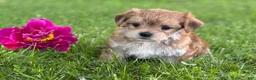 Morkie dogs for sale: Bryce - Ad 8