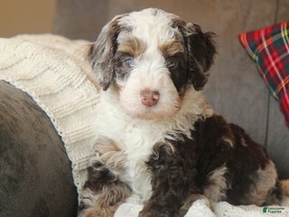 Bernedoodle dogs Leo Matthew - Ad 5