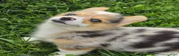 Welsh Corgi Pembroke dogs for sale: Gorgeous George  - Ad 11