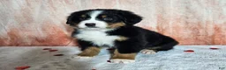 Bernese Mountain Dog dogs for sale: Everest  - Ad 8