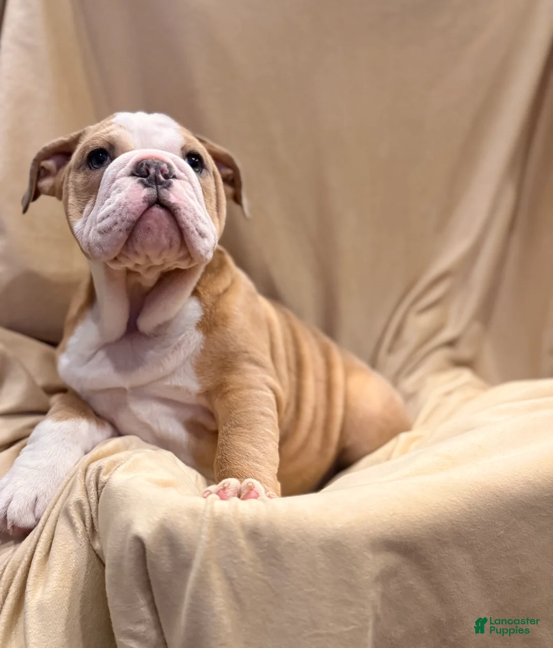 English Bulldog dogs for sale: Faith - Ad 1