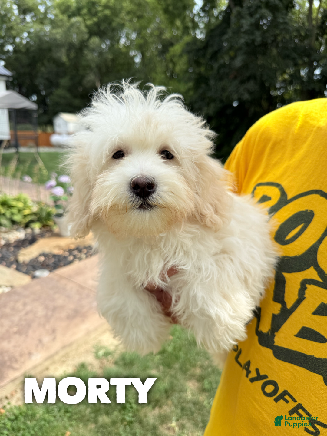 Mixed Breed dogs for sale: Morty - Ad 1