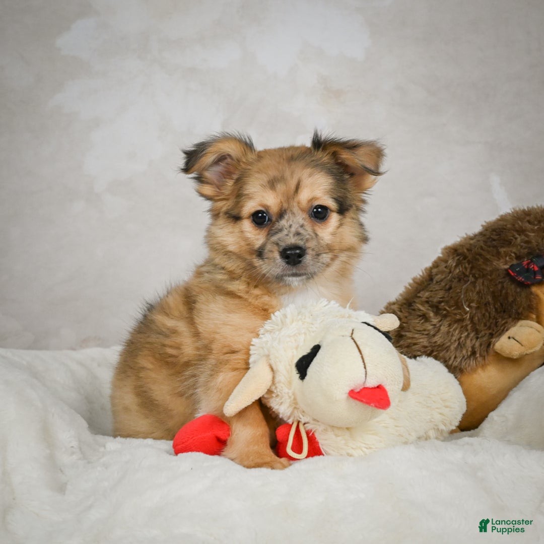 Chihuahua dogs for sale: Johnny - Ad 3