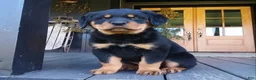 Rottweiler dogs for sale: Kimber  - Ad 4
