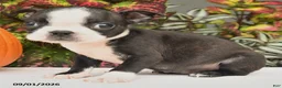 Boston Terrier dogs for sale: Jana - Ad 3