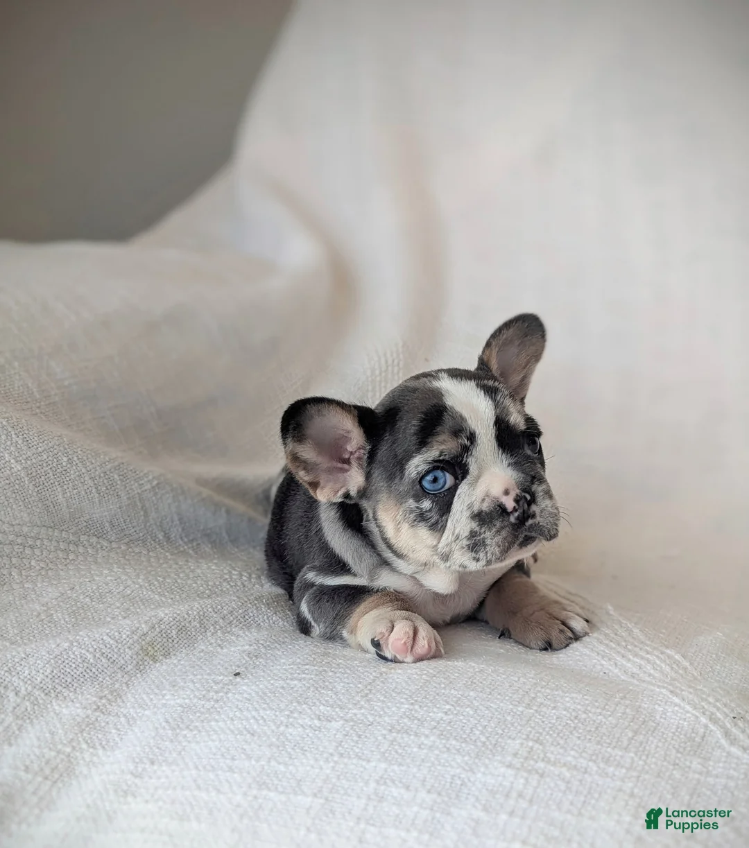 French Bulldog dogs for sale: Luna - Ad 2