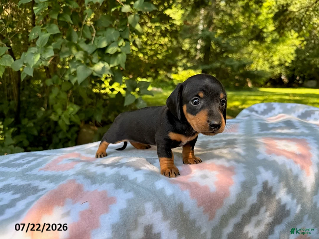 Miniature Dachshund dogs for sale: Dora - Ad 2