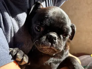 Pug dogs Cohosh - Ad 35