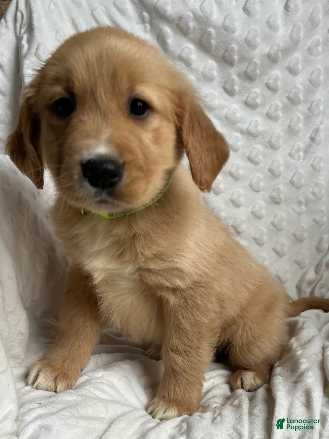 Golden Retriever dogs for sale: Golden Retriever Puppy 3 - Ad 5