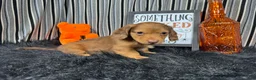Miniature Dachshund dogs for sale: Miniature Dachshund 1 - Ad 6