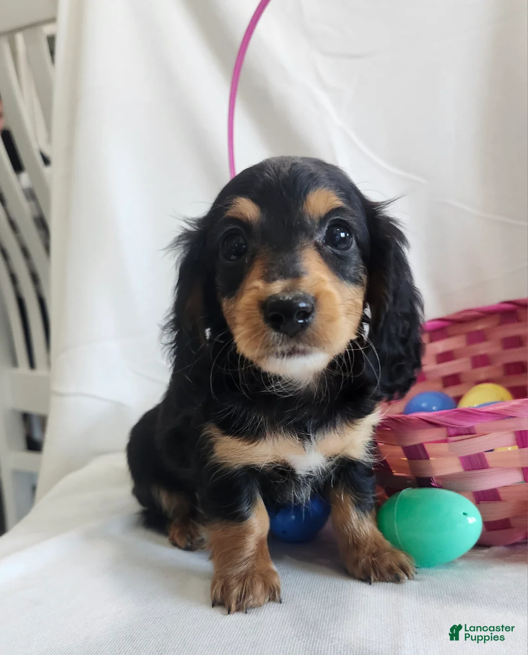 Miniature Dachshund dogs for sale: Lola  - Ad 2