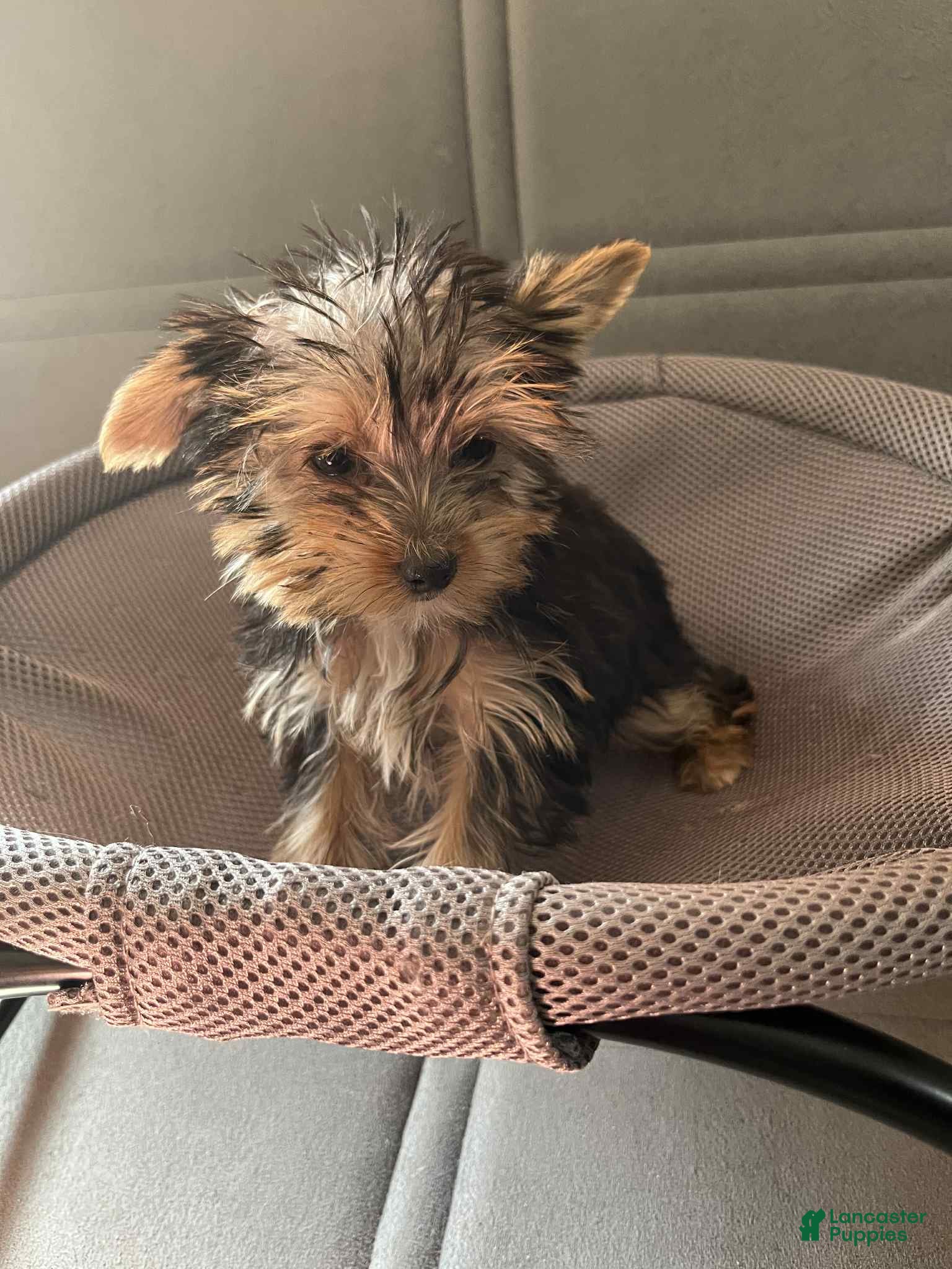Yorkshire Terrier dogs Yorkshire Terrier Puppy 4 - Ad 4