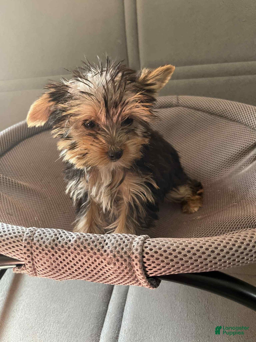 Yorkshire Terrier dogs for sale: Yorkshire Terrier Puppy 4 - Ad 1