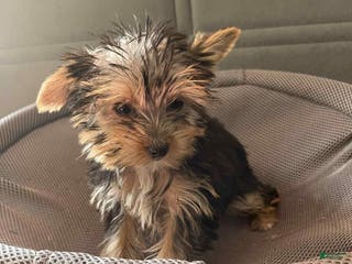 Yorkshire Terrier dogs Yorkshire Terrier Puppy 4 - Ad 25