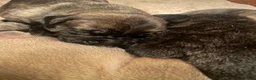 English Mastiff dogs for sale: English Mastiff 1 - Ad 2