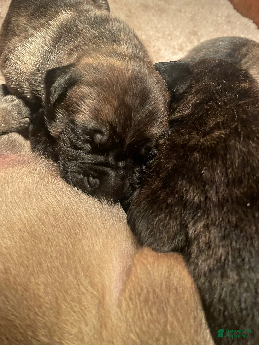 English Mastiff dogs for sale: English Mastiff 1 - Ad 2
