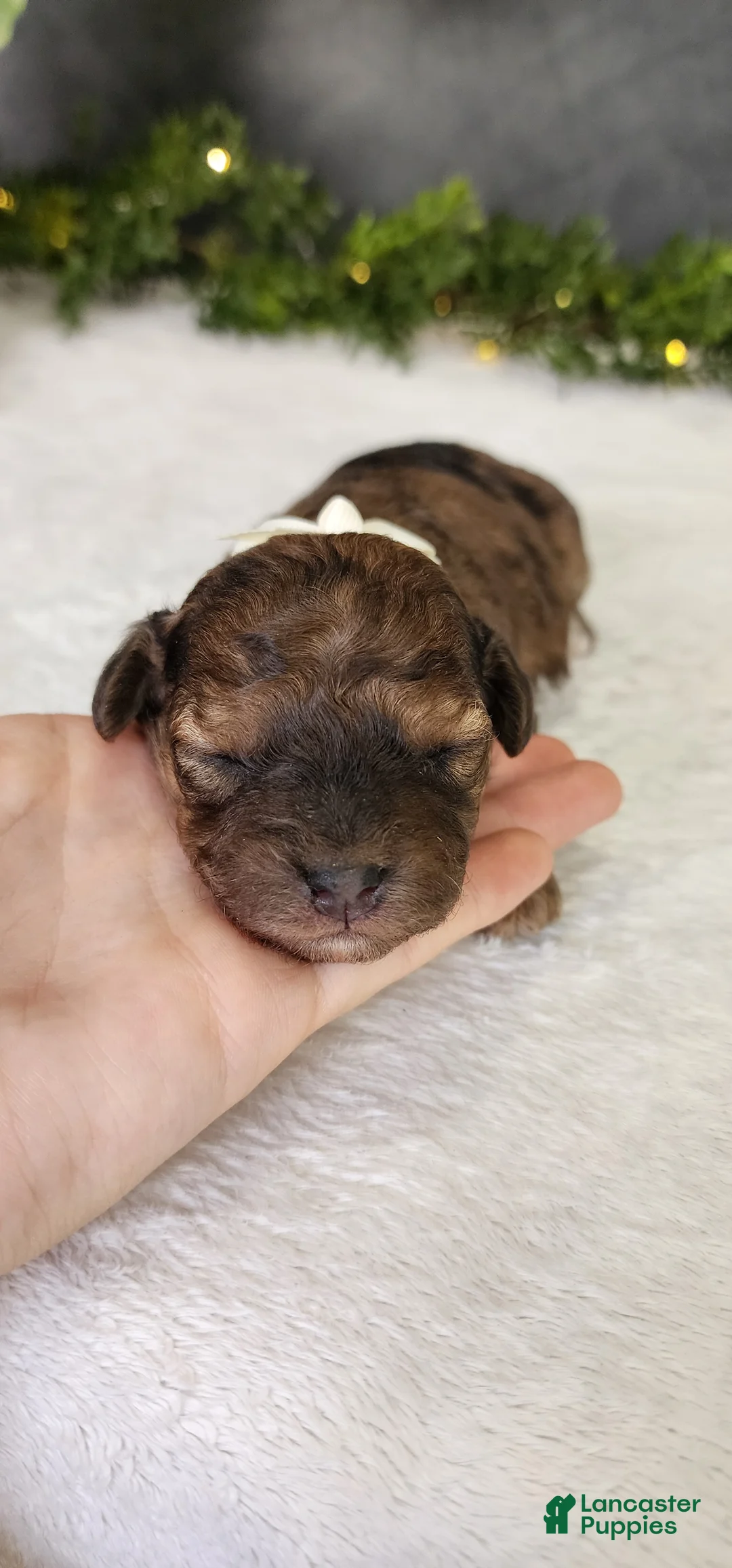 Miniature Poodle dogs for sale: Joy - Ad 1