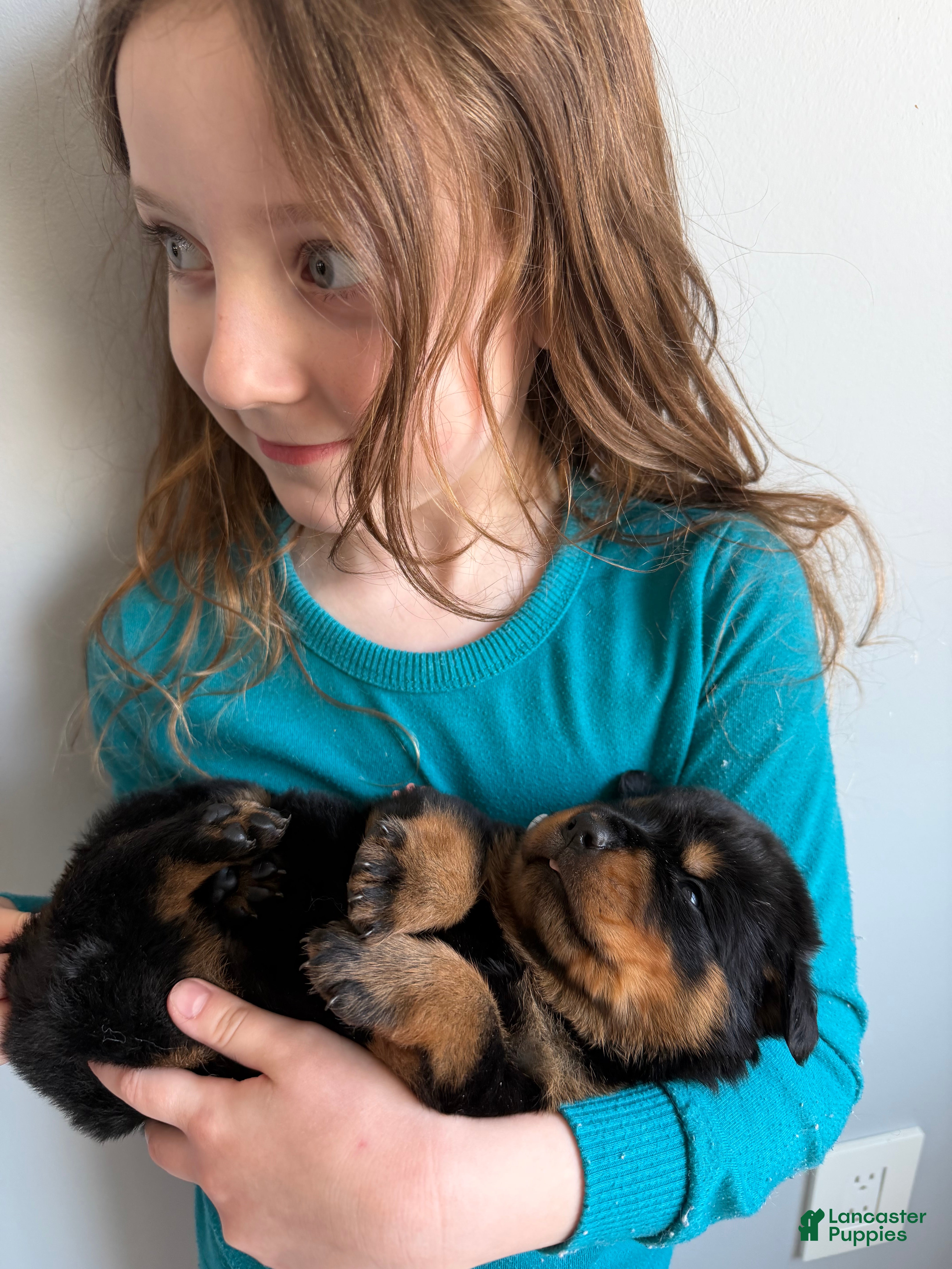 Rottweiler dogs Bear - Ad 3