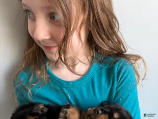 Rottweiler dogs Bear - Ad 3