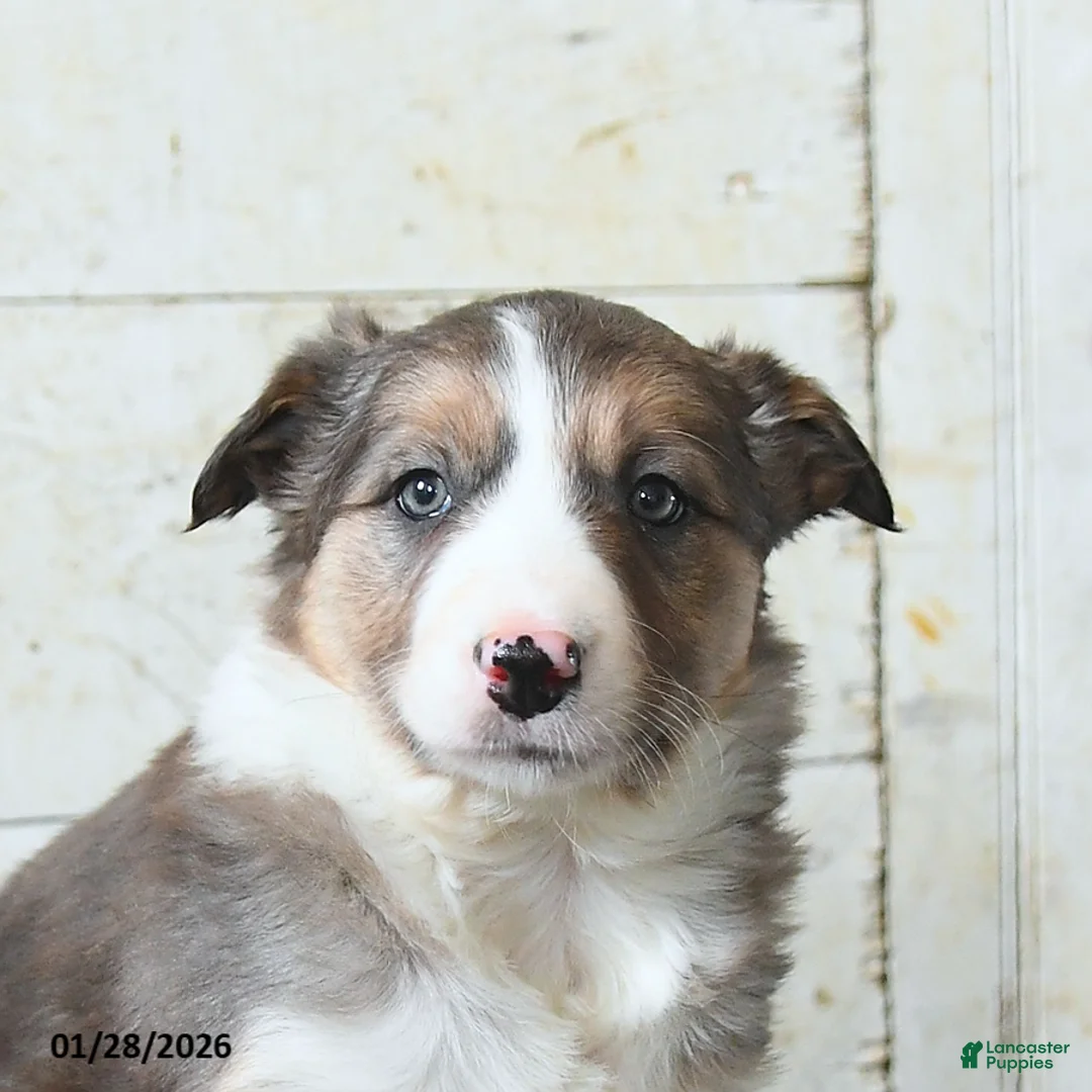 Border Collie dogs for sale: Fifi - Ad 3