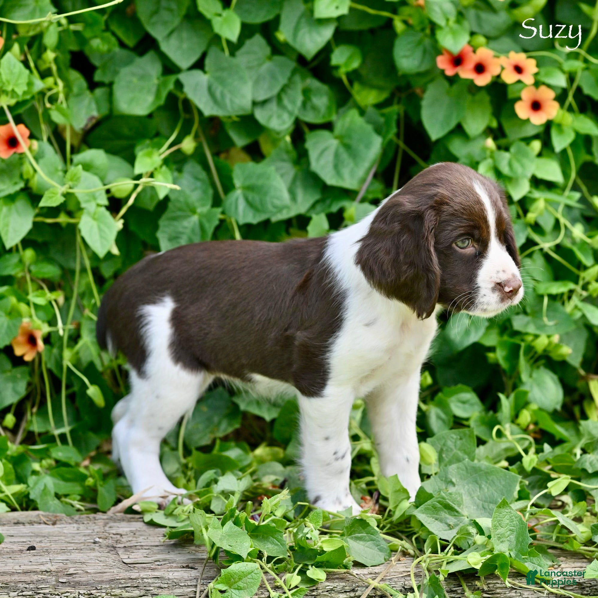 English Springer Spaniel dogs Suzy - Ad 2