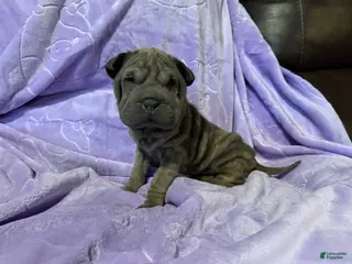 Shar Pei dogs Jasmine - Ad 2