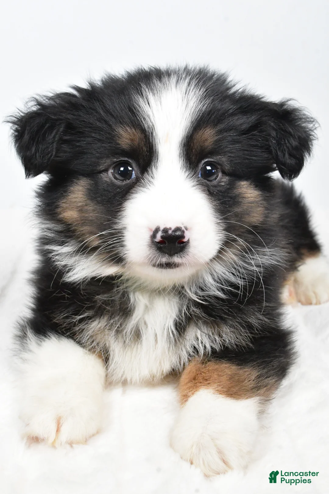 Miniature Australian Shepherd dogs for sale: Lila - Ad 6