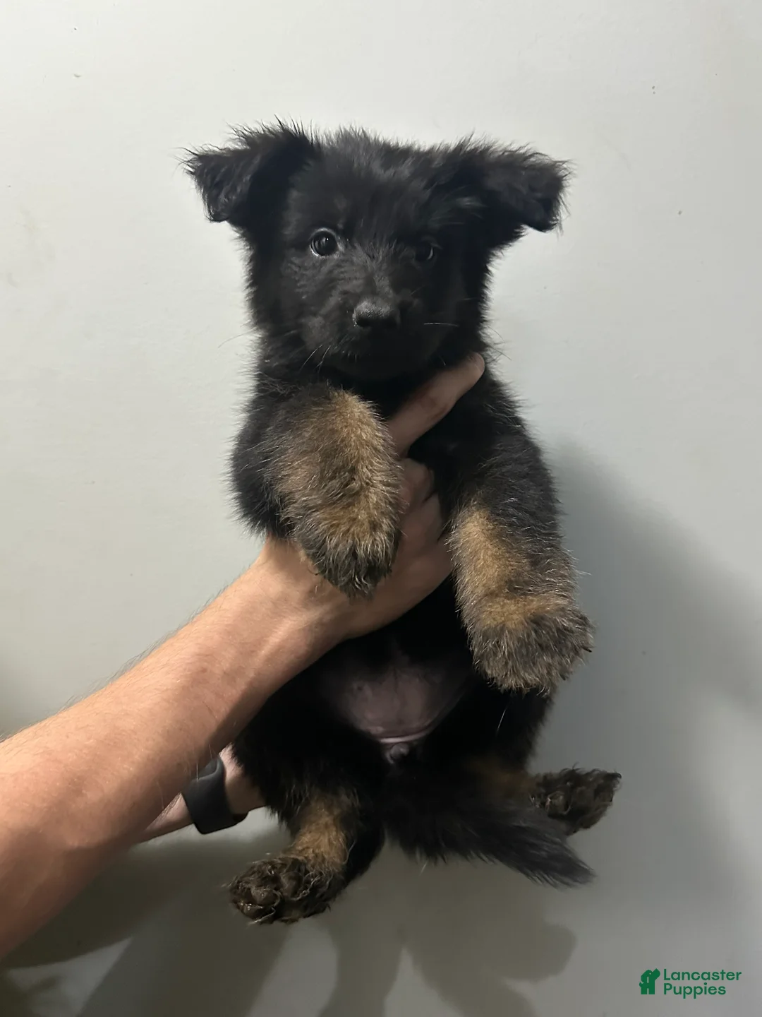 German Shepherd dogs for sale: German Shepherd 1 - Ad 2