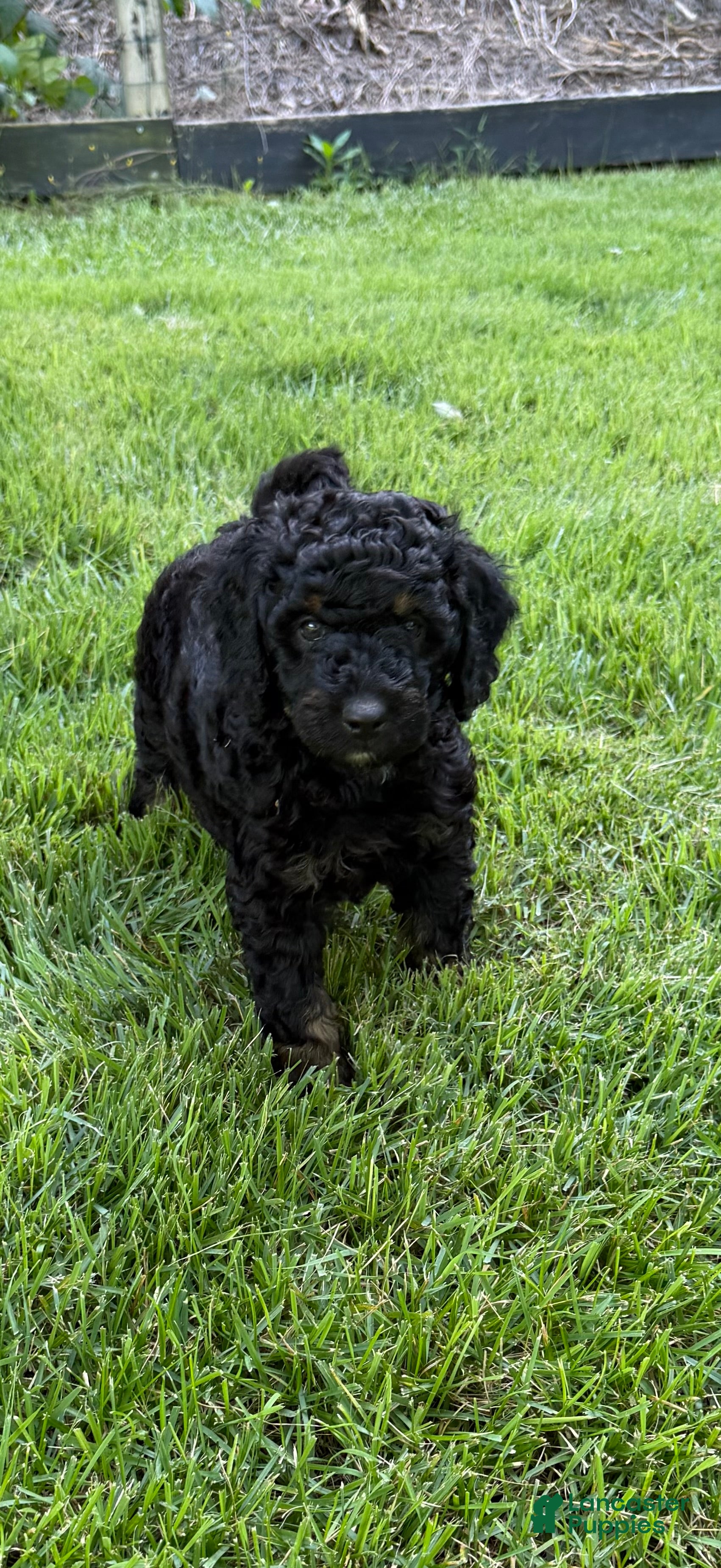 Aussiedoodle dogs Cirie - Ad 2