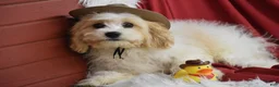 Cavachon dogs for sale: Mason - Ad 1
