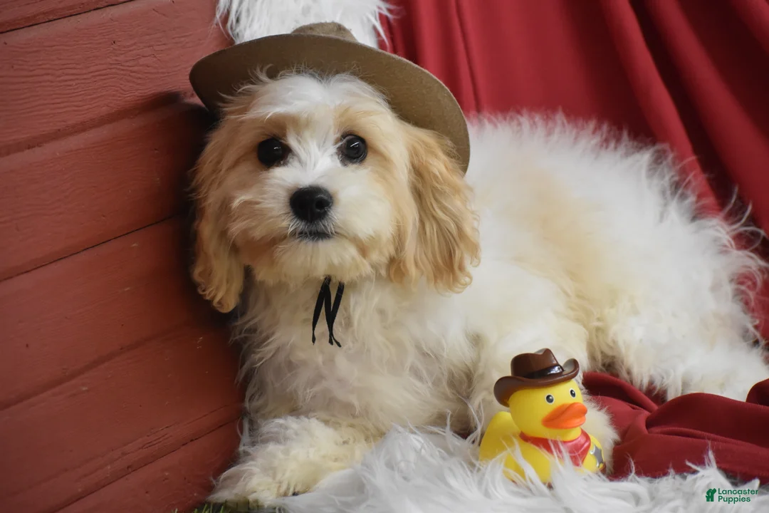 Cavachon dogs for sale: Mason - Ad 1