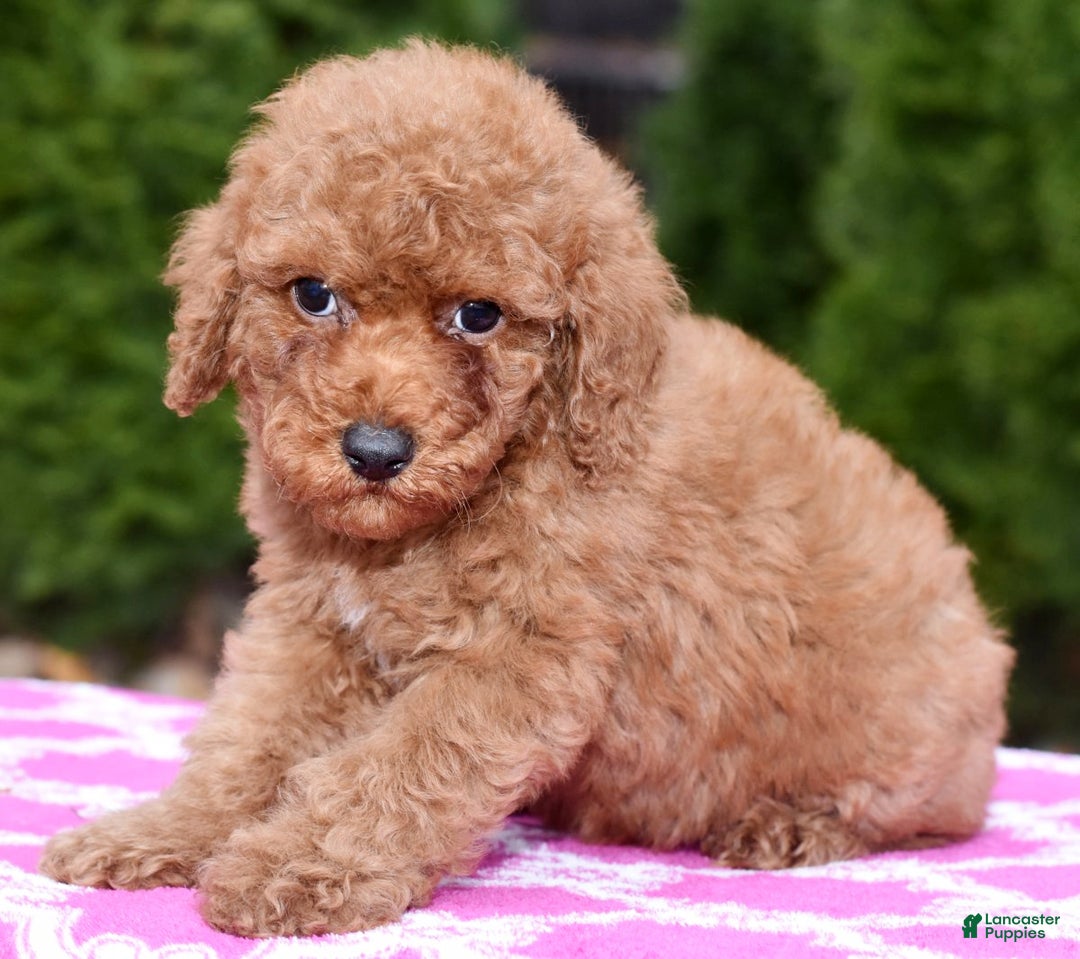 Miniature Poodle dogs for sale: Gibson - Ad 5
