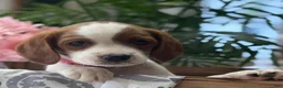 Mixed Breed dogs for sale: Ricky - Ad 3