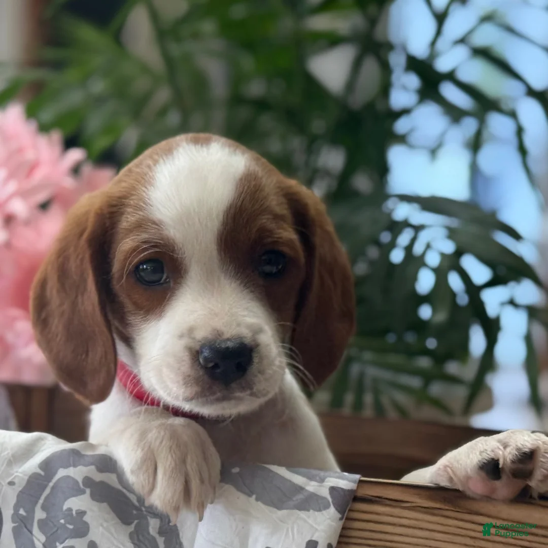 Mixed Breed dogs for sale: Ricky - Ad 3