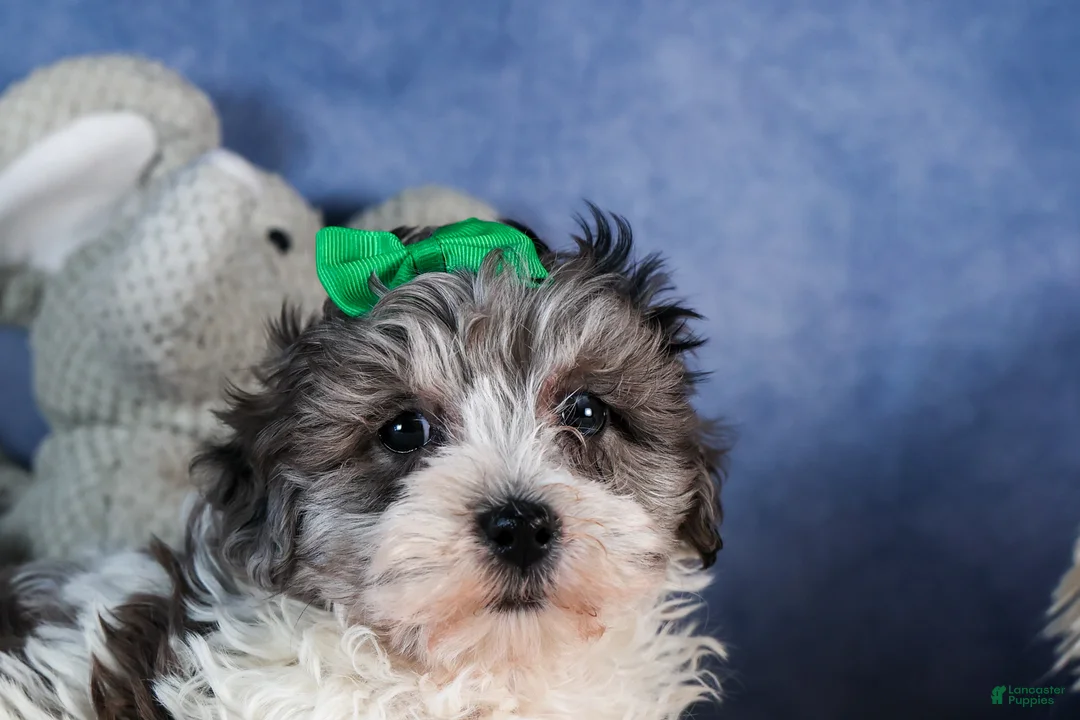 Havapoo dogs for sale: EDDIE - Ad 5