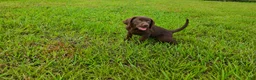 Labrador Retriever dogs for sale: Fiona - Ad 4