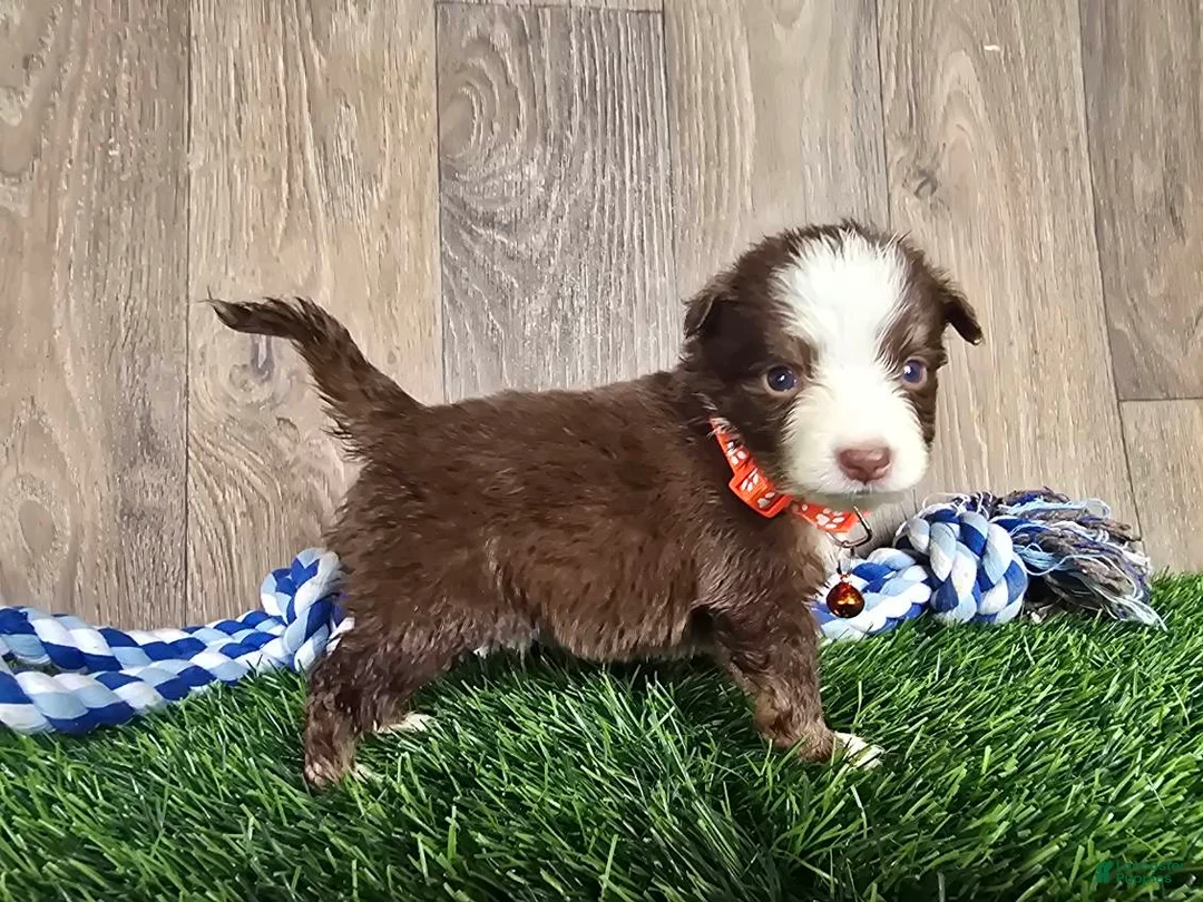 Toy Australian Shepherd dogs for sale: Boy 1 - Ad 1