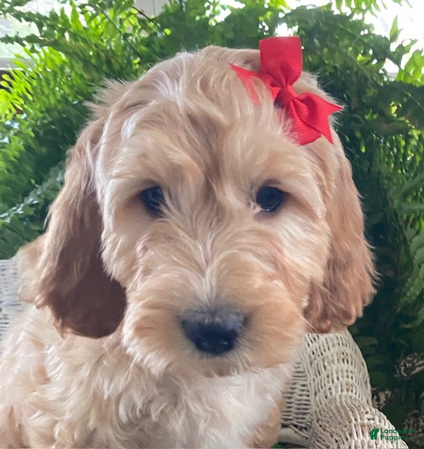 Goldendoodle dogs Misty - Ad 40