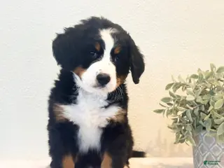 Bernese Mountain Dog dogs Bear - Ad 16
