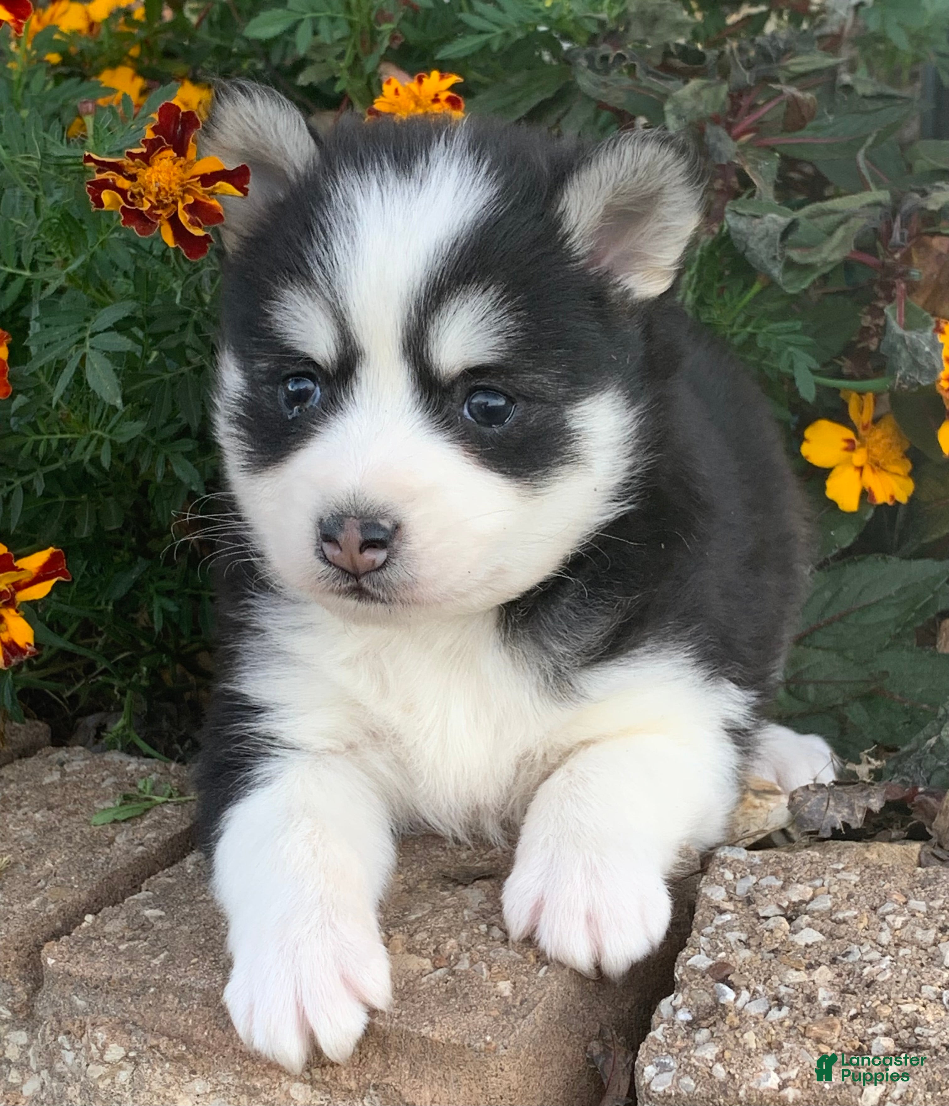 Alaskan Klee Kai dogs 🎄Wolf is reserved…Check out our other puppies! - Ad 12