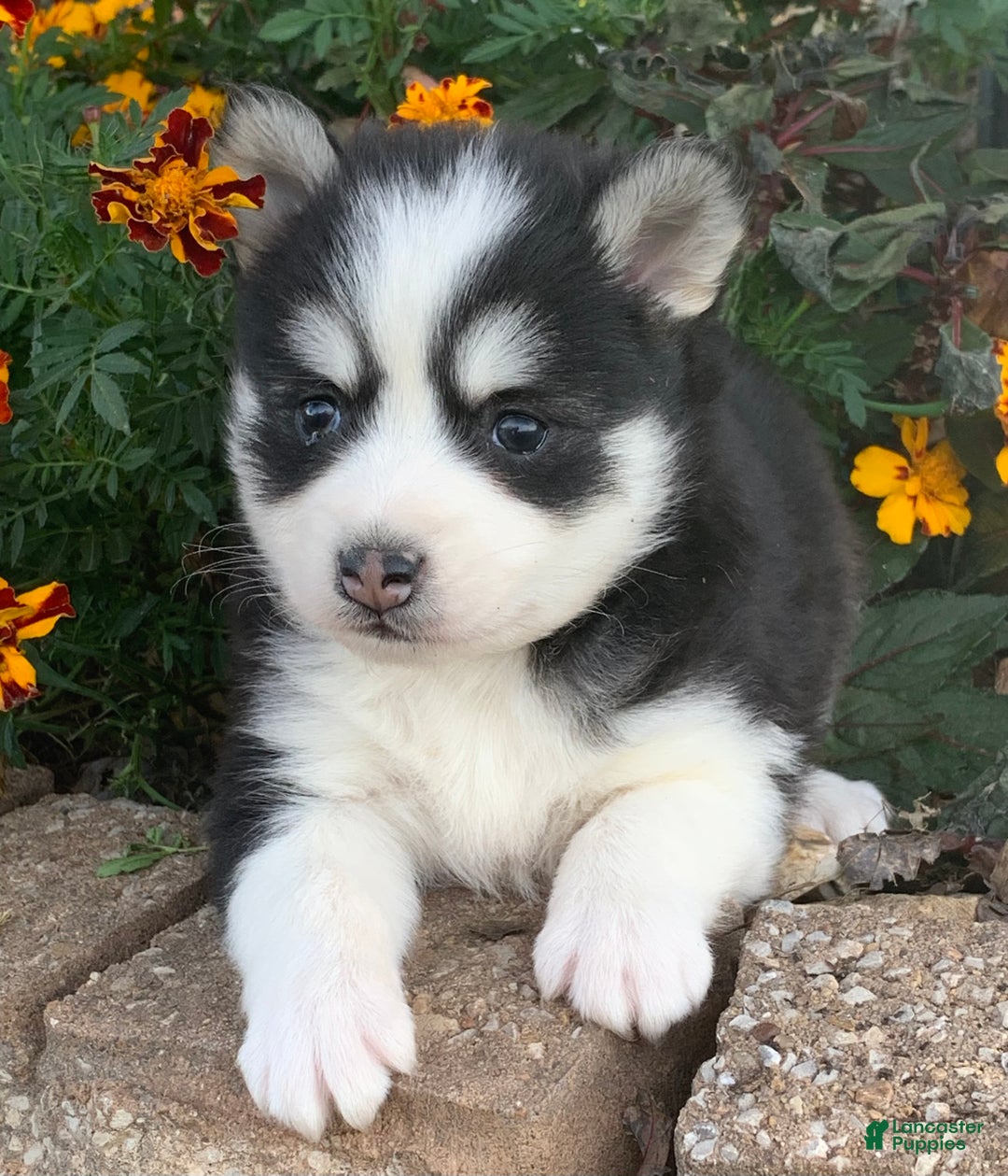 Alaskan Klee Kai dogs for sale: 🎄Wolf is reserved…Check out our other puppies! - Ad 1