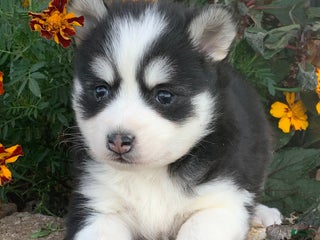 Alaskan Klee Kai dogs 🎄Wolf is reserved…Check out our other puppies! - Ad 6