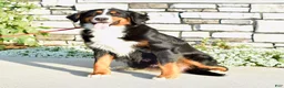 Bernedoodle dogs for sale: Jiggo - Ad 6