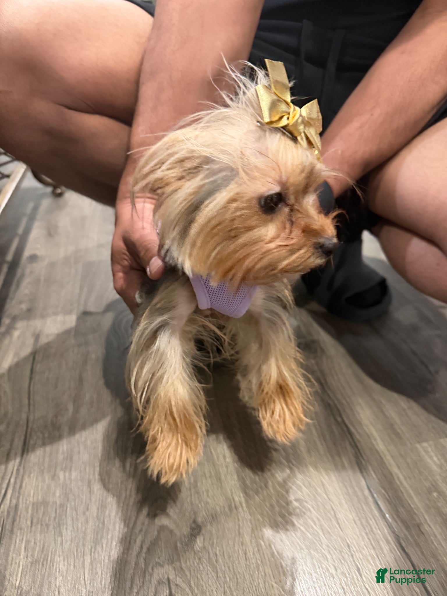 Yorkshire Terrier dogs for sale: Callie - Ad 2
