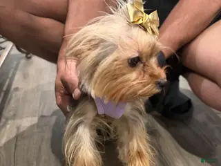 Yorkshire Terrier dogs for sale: Callie - Ad 2