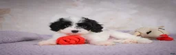 Cavapoo dogs for sale: Casey - Ad 6