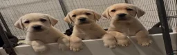 Labrador Retriever dogs for sale: Blue boy  - Ad 10