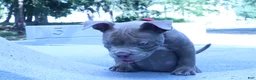 American Bully dogs for sale: Haze - Ad 14