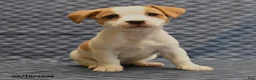 Jack Russell Terrier dogs for sale: Roleno - Ad 4